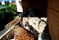 /album/a12-6-2013/krmeni-4-jpg/